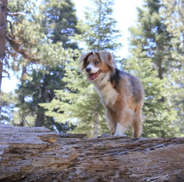 Dog on Devils Backbone Trail, Mt Baldy