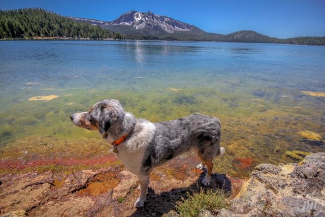 Dog at Paulina Lake