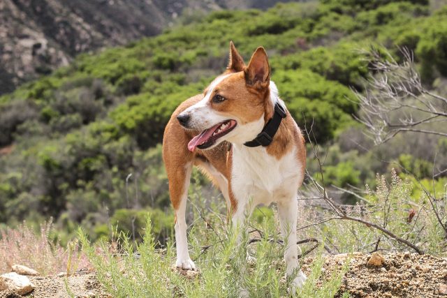 Dog-friendly hikes