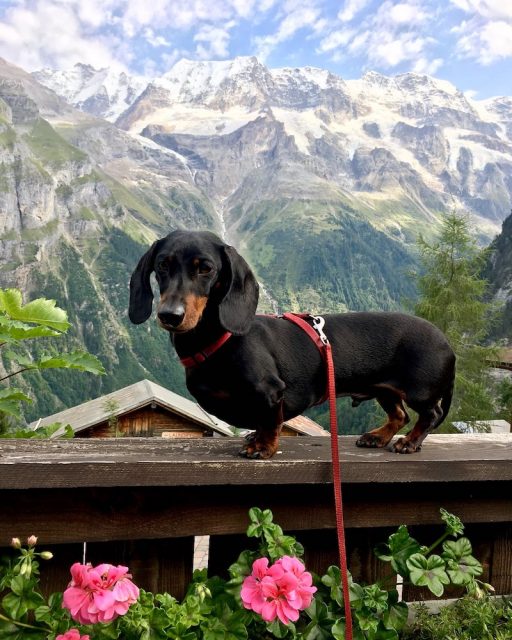Travel to Europe with a dog: A view in the Swiss Alps