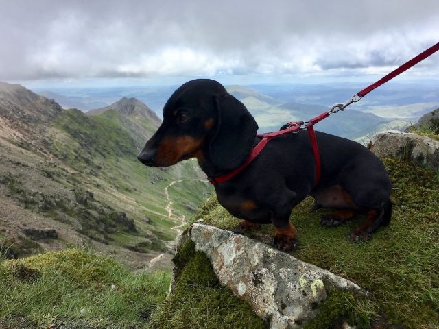 Dog on top of Mt Snowdon in Wales