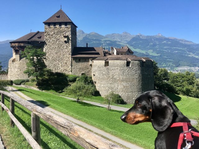 travelling in europe with dogs