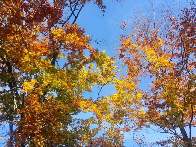 Colourful Autumn leaves in Slovakia