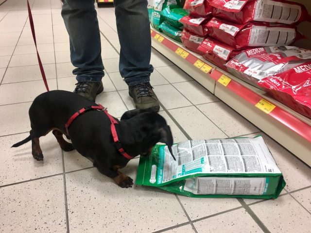 Shopping in Germany with a dog