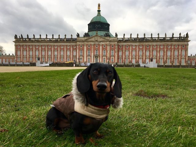 Dog travel in Germany