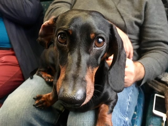 Dog on public transport in Germany