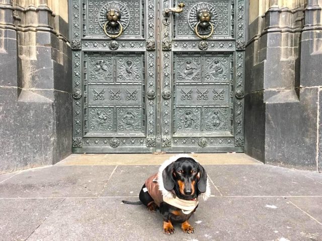 Dog outside a church in Germany