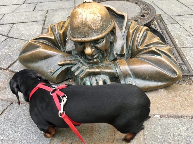Dog investigating sculpture in Bratislava