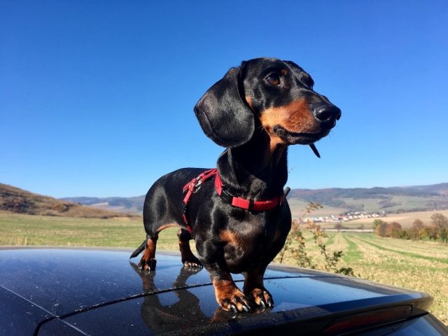 Dog with a hire car in Slovakia