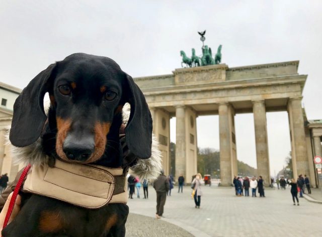 Dog-friendly Germany: Dog at Brandenburg Gate