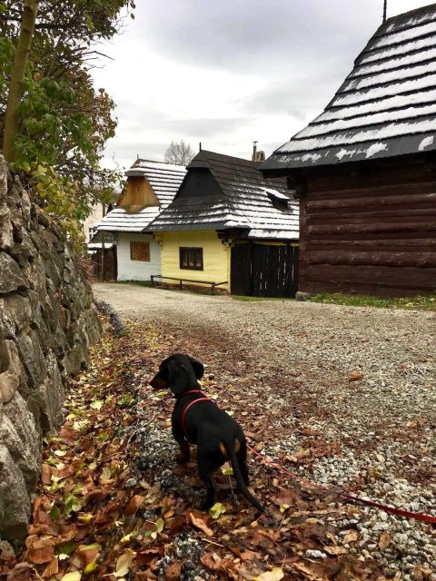 Dog in village of Vlkolínec, Slovakia