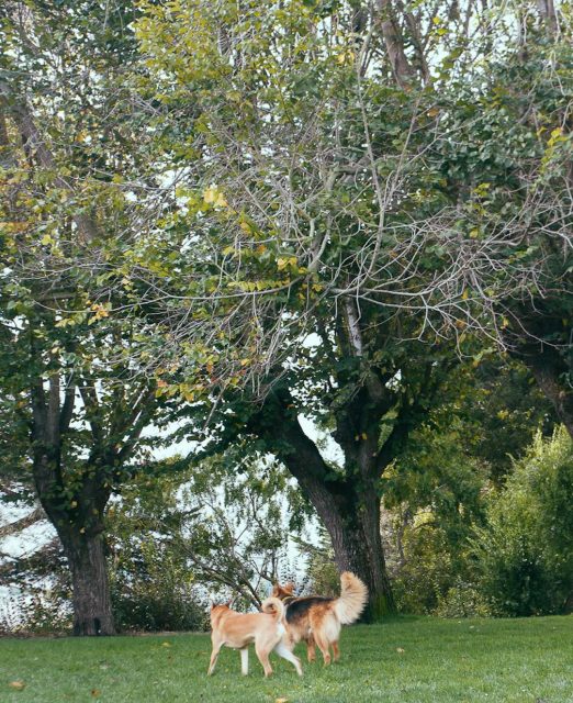 Dog-friendly parks in San Francisco