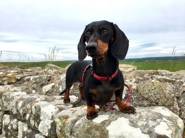 Hadrian's Wall with dog