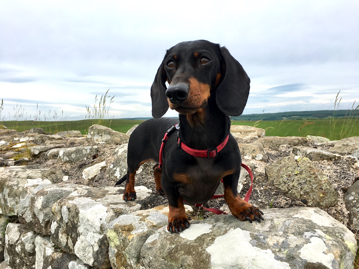 can my dog travel on eurostar