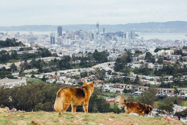 Dog-friendly things to do in San Francisco