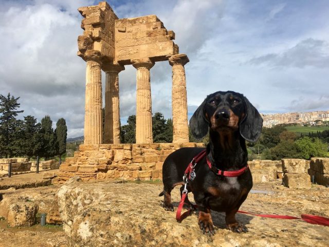 Greek temple in Sicily with dog