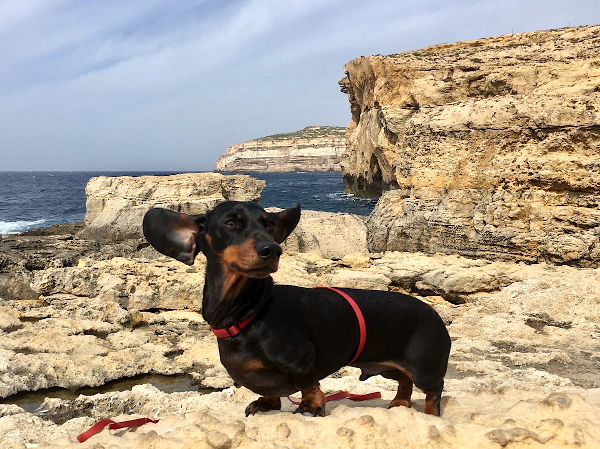 How to Travel to Malta with a Dog Travelnuity