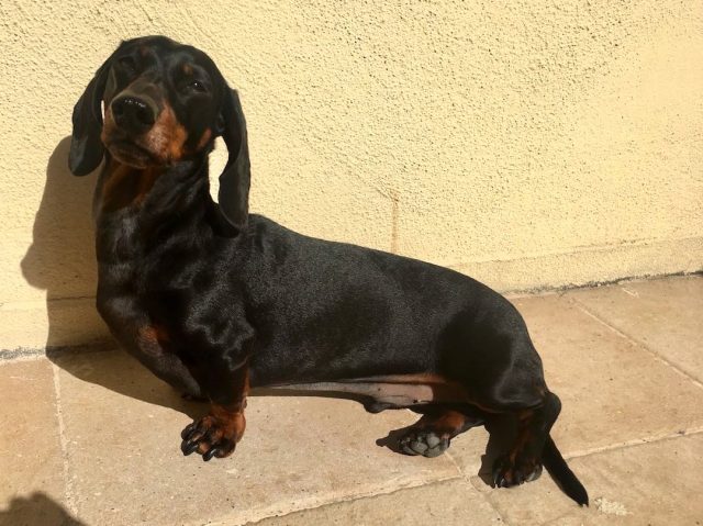 Dog in sunshine