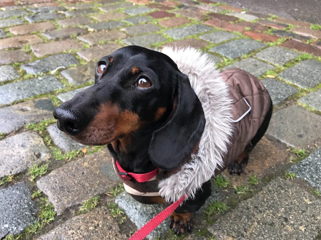 Schnitzel Dog Breed - Cara Promosi Terbaru