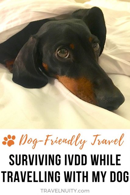 Surviving IVDD While Travelling with My Dachshund