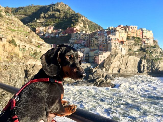 Visit Cinque Terre with a dog