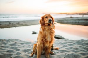 Dog-Friendly Beaches USA