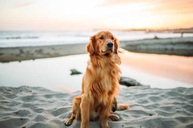 Dog-friendly beaches USA