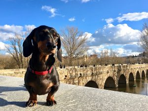 Dog-friendly Spain