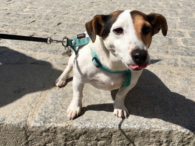 A dog we met on Mont-Saint-Michel