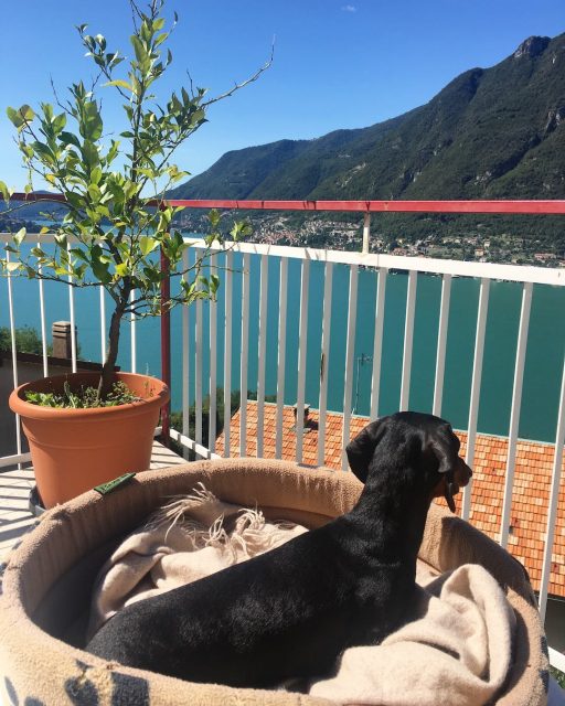Lake Como villa with dog