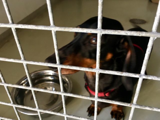 Dog inside the kennel at the Mont-Saint-Michel Information Centre