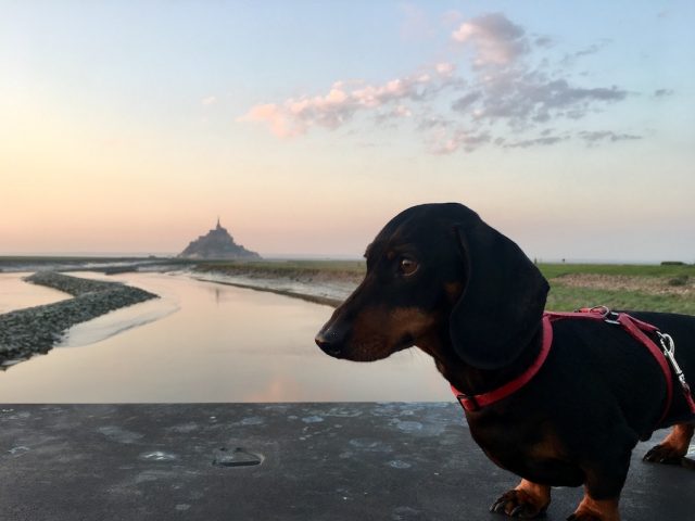 Dog in front of Mont-Saint-Michel at sunset