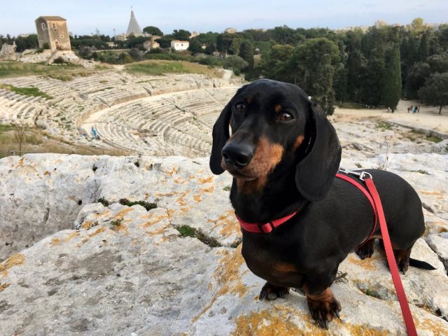 Dog-friendly things to do in Italy