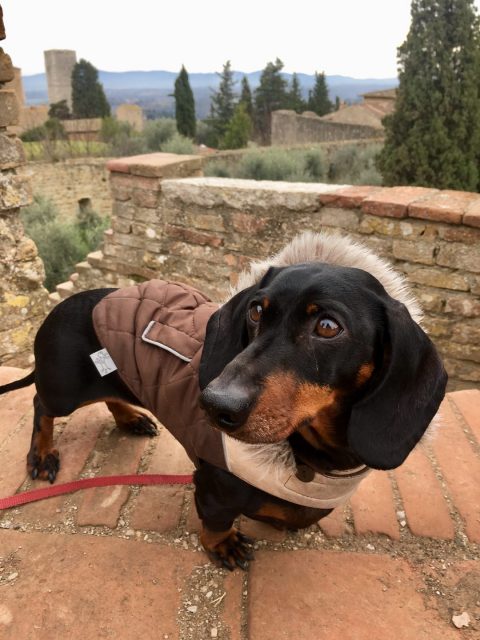 Dog-friendly Tuscany