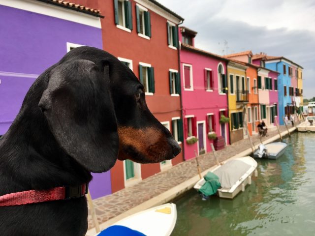Dog checking out the houses in Burano