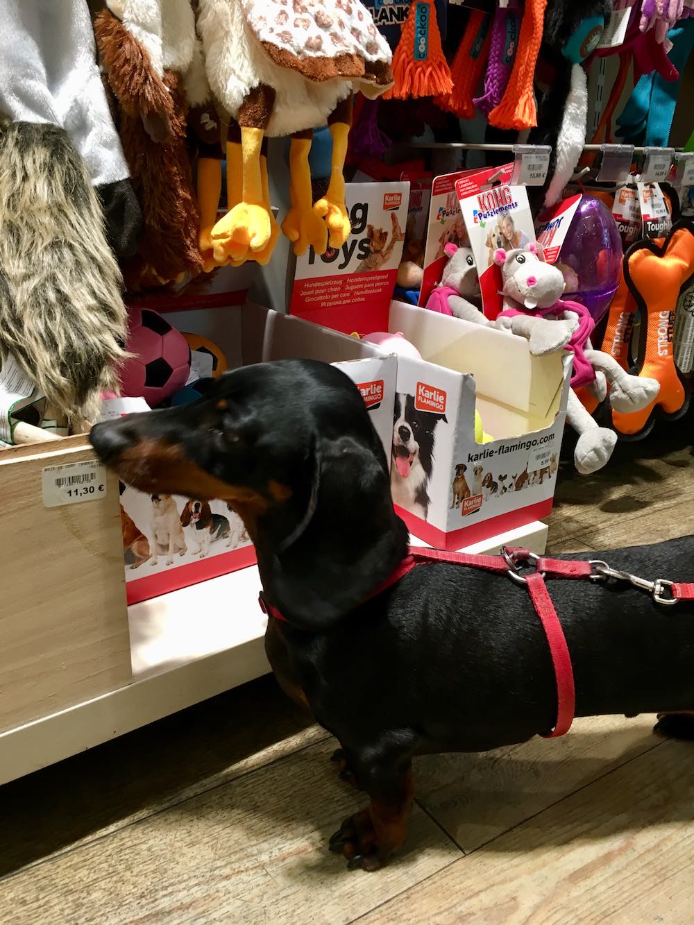 DogFriendly France Travelling in France with a Dog Travelnuity