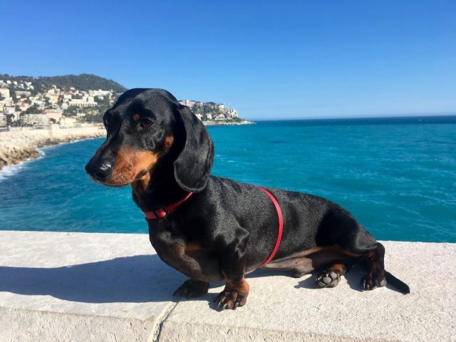 Dog at Nice Waterfront
