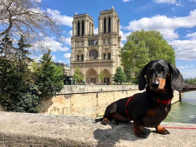Dog outside Notre Dame Cathedral