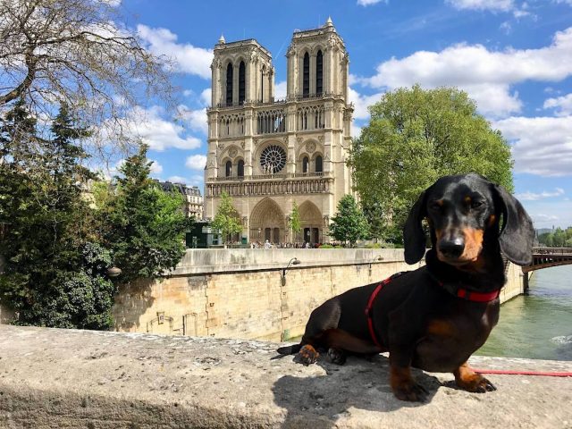 travel to france from uk with dog