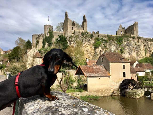 Dog in France