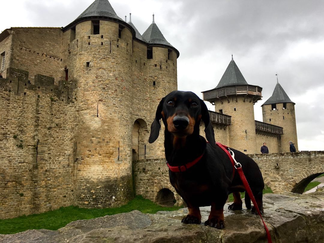DogFriendly France Travelling in France with a Dog Travelnuity