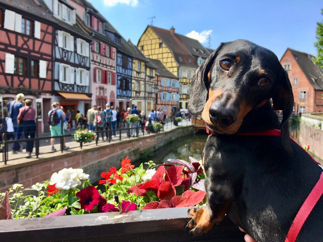 Dog Friendly France Travelling In France With A Dog Travelnuity