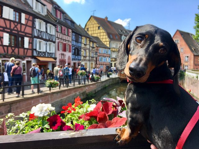 travel europe dog