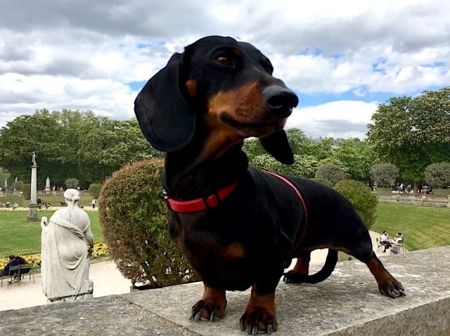 Dog-friendly parks in Paris
