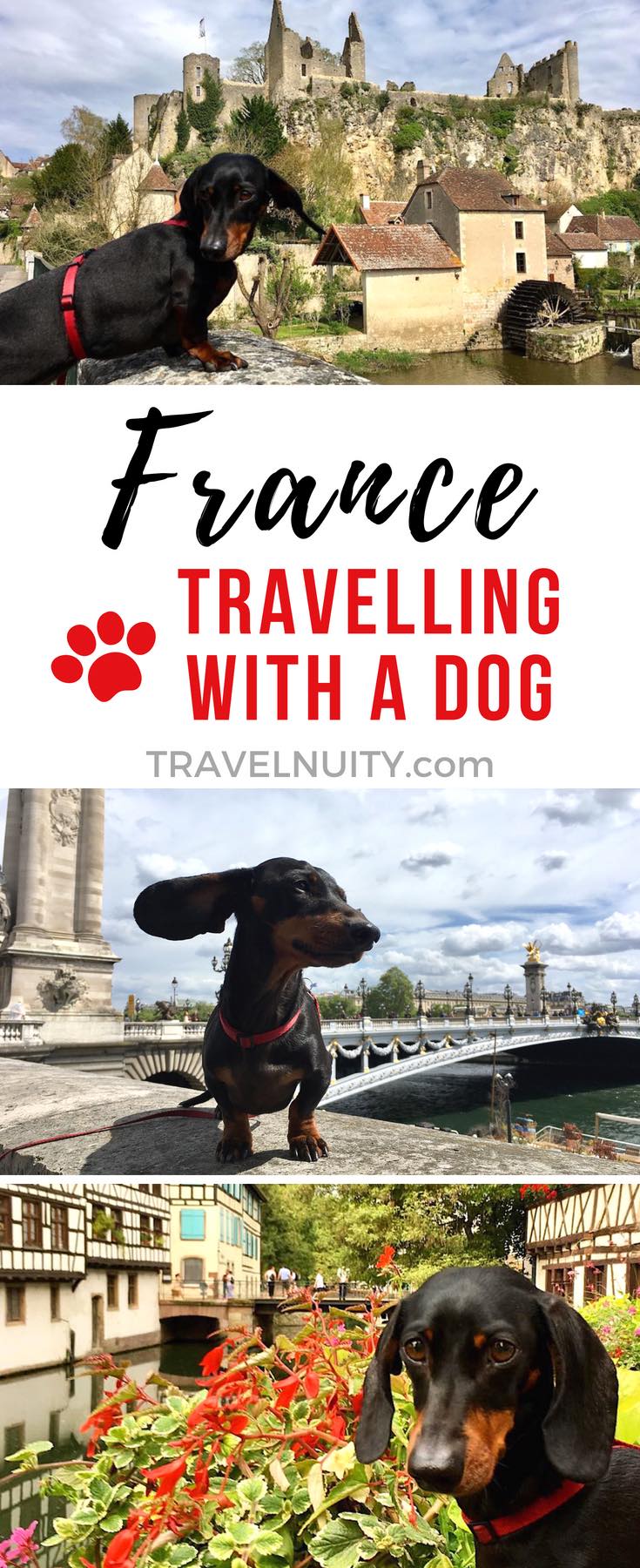 france road trip with dog