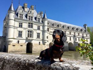 Schnitzel with Chenonceau