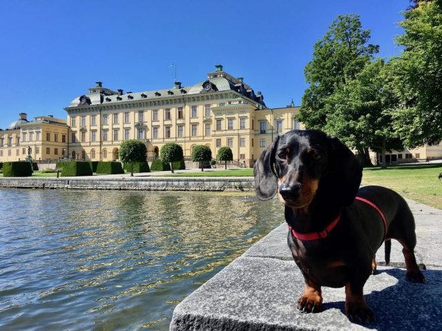 Dog at Drottningholm Palace