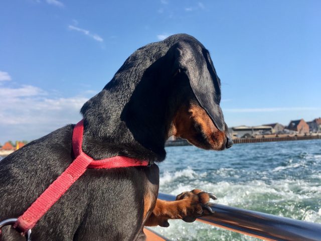 Dog on a harbour cruise in Copenhagen