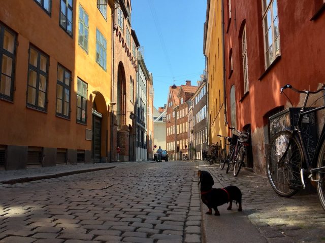 Dog in Copenhagen