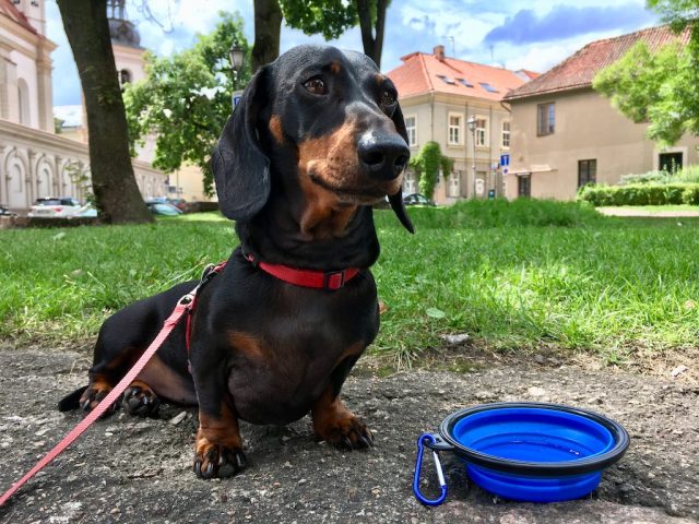 What to pack for a road trip with dog: water bowls